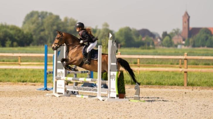 Super brave D  new forst  ster  ruin D pony, Dieren en Toebehoren, Pony's, Ruin, M, D pony (1.37m tot 1.48m), Dressuurpony, 11 jaar of ouder