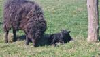 zwart Ouessant ramlam (met afstammingspapieren/stamboek), Mannelijk, Schaap, 0 tot 2 jaar