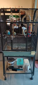 parkiet + toebehoren, Dieren en Toebehoren, Meerdere dieren, Parkiet, Geringd