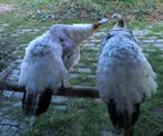 2 tamme witte pauwenhennen vermist in Kessel, Oiseau