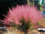 Muhlenbergia capillaris, Ophalen, Herfst, Volle zon