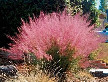 Muhlenbergia capillaris beschikbaar voor biedingen