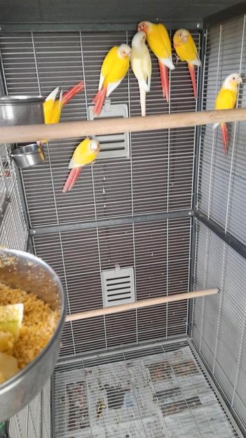 Lutino Crème ino  beschikbaar voor biedingen