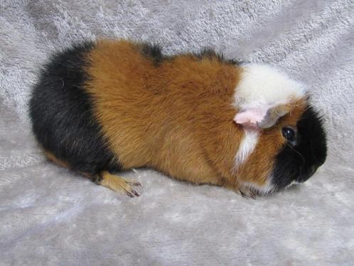Leuke US teddy beer (stamboom), Dieren en Toebehoren, Knaagdieren, Mannelijk, Cavia, November