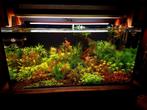 Aquariumplanten te koop, Dieren en Toebehoren, Vissen | Aquaria en Toebehoren, Ophalen, Zo goed als nieuw