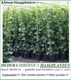 Groenblijvende Haagplanten HEDERA 80/100 cm : 1,75 €/stuk, Ophalen of Verzenden, Overige soorten, Haag, Minder dan 100 cm