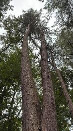 Hout te koop, Tuin en Terras, Brandhout, Ophalen, Stammen