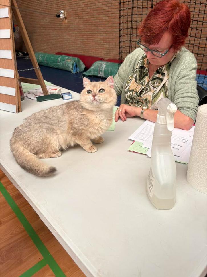 Ch.Brits golden blue, Dieren en Toebehoren, Katten en Kittens | Raskatten | Korthaar, Kater, 0 tot 2 jaar, Met stamboom, Gechipt