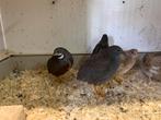 Kwartels, Dieren en Toebehoren, Vogels | Overige Vogels, Meerdere dieren