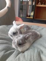 Mini lopjes, Dieren en Toebehoren, Konijnen