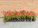 Photinia fraseri 'Red Robin', Tuin en Terras, Planten | Tuinplanten, Ophalen