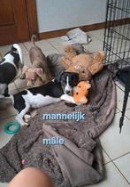 Lieve jack russell pups op boerderij ouders aanwezig, Dieren en Toebehoren, België, Jack Russell Terriër, CDV (hondenziekte), 8 tot 15 weken