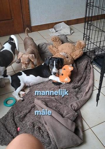 Lieve jack russell pups op boerderij ouders aanwezig  beschikbaar voor biedingen