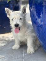West Highland terriër pups/cesar/westy/pups/wit/westie, Dieren en Toebehoren, België, Fokker | Hobbymatig, Overige rassen, CDV (hondenziekte)
