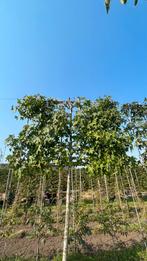Liquidambar styraciflua leibomen en laanbomen amberbomen, Tuin en Terras, Ophalen of Verzenden, Zomer, Leiboom