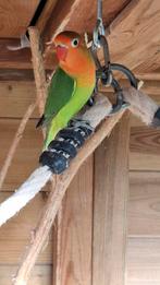 Agapornis fisherie, Dieren en Toebehoren, Vogels | Parkieten en Papegaaien, Meerdere dieren, Dwergpapegaai of Agapornis, Geringd