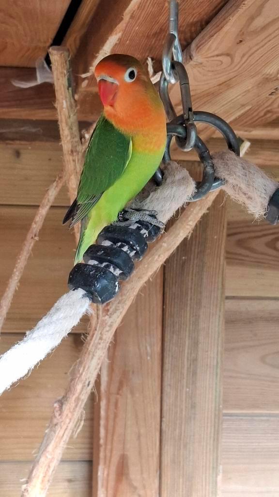 Agapornis fisherie, Dieren en Toebehoren, Vogels | Parkieten en Papegaaien, Dwergpapegaai of Agapornis, Meerdere dieren, Geringd