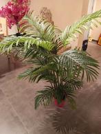 Palmier  parfait etat, Jardin & Terrasse, Plantes | Arbres, Ombre complète, En pot, Enlèvement, Palmier