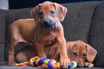 Prachtige Rhodesian Ridgeback pups  beschikbaar voor biedingen