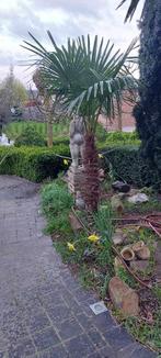 Palmboom - Trachycarpus Fortunei, Jardin & Terrasse, Plantes | Arbres, Palmier, Enlèvement ou Envoi