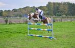 Bonte c pony, ruin 12 jaar, Dieren en Toebehoren, Ruin, M, C pony (1.27m tot 1.37m), 11 jaar of ouder