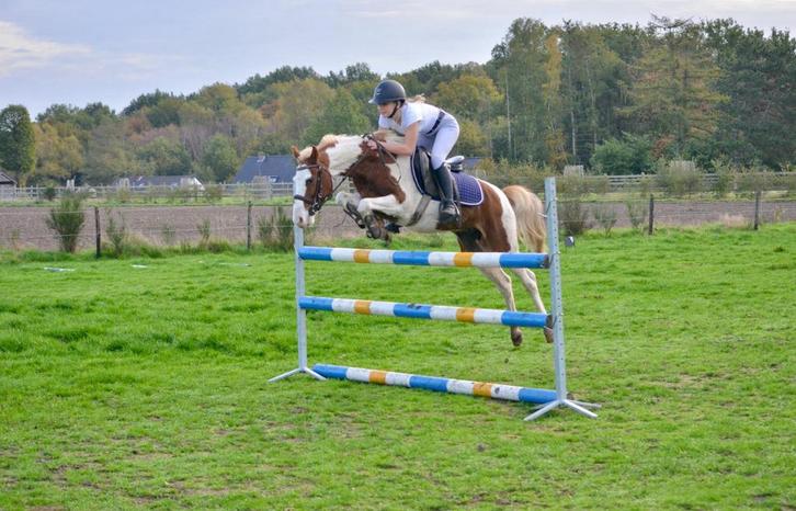 Bonte c pony, ruin 12 jaar, Dieren en Toebehoren, Pony's, Ruin, M, C pony (1.27m tot 1.37m), 11 jaar of ouder