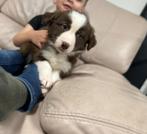 Leuke border collie pups, Dieren en Toebehoren, Honden | Herdershonden en Veedrijvers, België, CDV (hondenziekte), 8 tot 15 weken