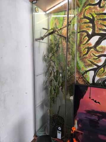 Terrariumvitrine 40x40x160 beschikbaar voor biedingen