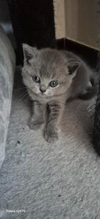Bleu katertjes met stamboom, Dieren en Toebehoren, Katten en Kittens | Raskatten | Korthaar, Met stamboom