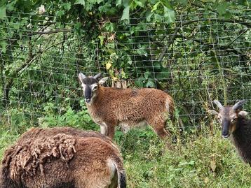 2 x Soay Ramlam 2025 - verschillende kleurslagen beschikbaar voor biedingen