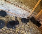 Duitse reus, Dieren en Toebehoren, Meerdere dieren, 0 tot 2 jaar
