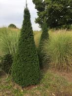 Mooie , dikke Taxuskegels . 150 tot 220 cm hoog !, Ophalen, Taxus, 100 tot 250 cm