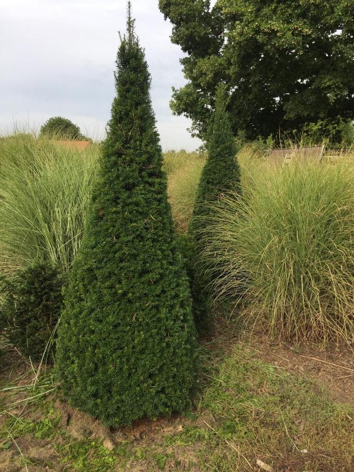 Mooie , dikke Taxuskegels . 150 tot 220 cm hoog !, Tuin en Terras, Planten | Struiken en Hagen, Taxus, 100 tot 250 cm, Ophalen