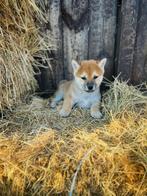 shiba inu pupjes bij ons  geboren, Dieren en Toebehoren, België, Overige rassen, CDV (hondenziekte), 8 tot 15 weken