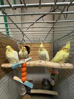 Valkparkiet, Dieren en Toebehoren