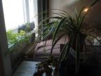 graslelie spiderplant, Huis en Inrichting, Kamerplanten, Ophalen