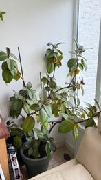 Ficus, Maison & Meubles, Plantes d'intérieur, Enlèvement, Ficus