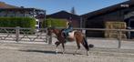 Prachtige sportpony, Dieren en Toebehoren, Pony's, Gechipt, B, Ruin, Springpony