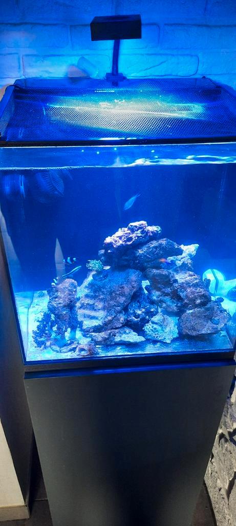 Aquarium marin neuf, Animaux & Accessoires, Poissons | Aquariums & Accessoires