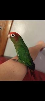 Conure Rodhocephala élever main, Dieren en Toebehoren, Ophalen