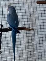 Bewezen koppel halsbandparkieten.