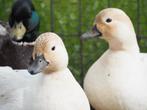 Eenden  Hollandse kwakers, Dieren en Toebehoren, Pluimvee, Mannelijk, Eend
