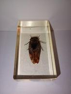 insect in epoxy hars 14, Verzamelen, Dierenverzamelingen, Ophalen of Verzenden, Zo goed als nieuw, Insect, Opgezet dier