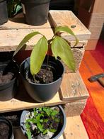 Lychee plant, Huis en Inrichting, Kamerplanten, Minder dan 100 cm, Fruitplant, Halfschaduw, In pot