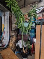 Plante cactus Euphorbia, Tuin en Terras, Ophalen