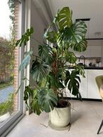 Monstera gatenplant 180 cm zonder pot, Huis en Inrichting, Kamerplanten, Ophalen of Verzenden