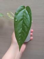 Anthurium bullatus x, Huis en Inrichting, Kamerplanten, Ophalen of Verzenden