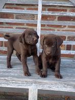 Labrador puppy’s, Dieren en Toebehoren, Honden | Retrievers, Spaniëls en Waterhonden, België, Fokker | Hobbymatig, 8 tot 15 weken