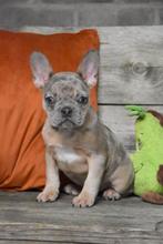 Merle Franse Bulldog pup, België, CDV (hondenziekte), 8 tot 15 weken, Teef