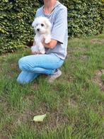 Maltezer pups, België, Maltezer, CDV (hondenziekte), 8 tot 15 weken